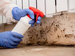 Professional Mold Inspection in Poydras, LA